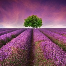 Young Living Essential Oils: Stunning Lavender Field Landscape
