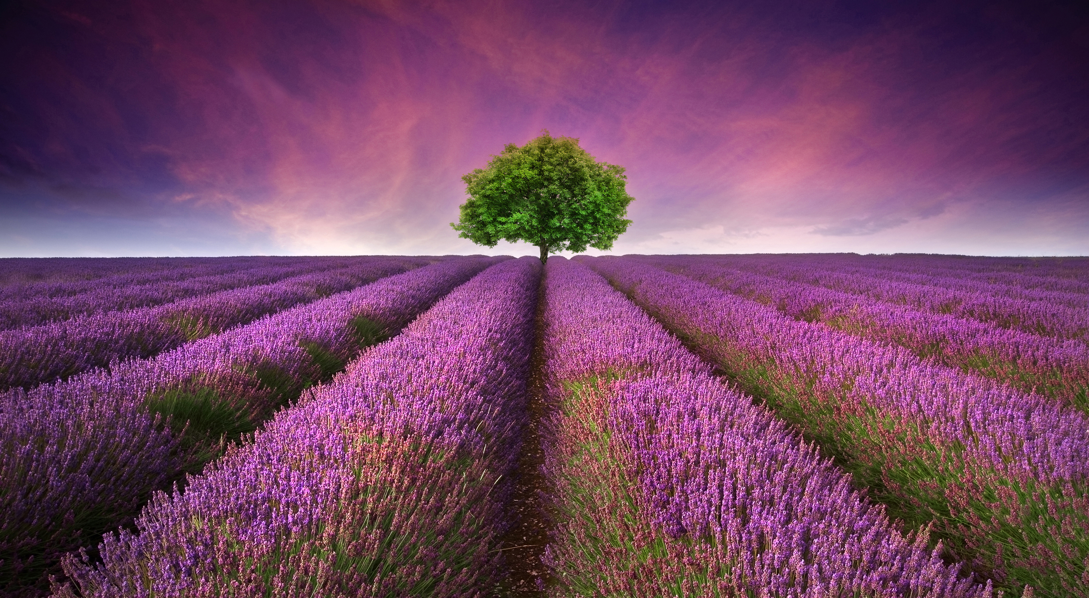 Young Living Essential Oils: Stunning Lavender Field Landscape