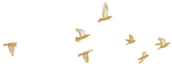 v09 v09