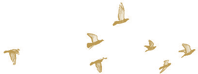 v09